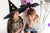 16" Flying Bat Halloween Balloon - Stesha Party